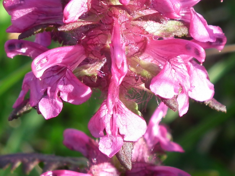 Pedicularis da id. 5 - Pedicularis verticillata